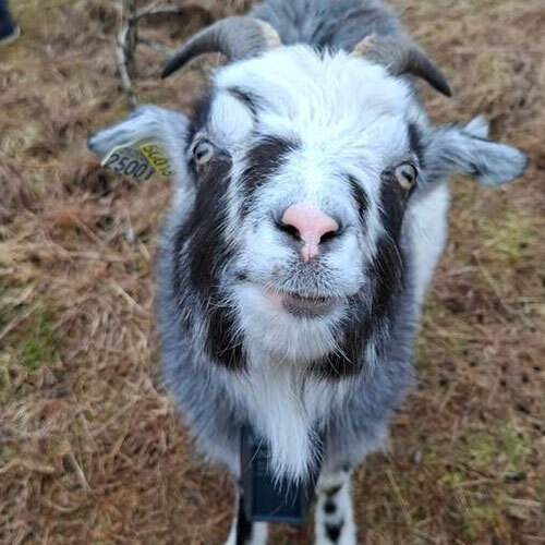 The coastal goats at Glesvær